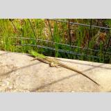 Wildnis - Tiere /Gecko_Italien