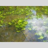 Blattwerk /Grünes unter Wasser