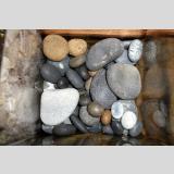 Steine, Muscheln /Flintsteine vom Ostseestrand