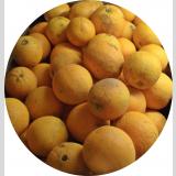 Früchte, Obst /Apfelsinen
