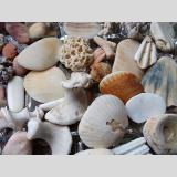 Steine, Muscheln /Muscheln und Steine von der Algarve