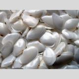 Steine, Muscheln /Weiße Muscheln