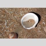 Steine, Muscheln /Muschel im Sand / 03