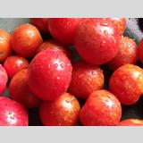 Früchte, Obst /Sonnengereifte Tomaten
