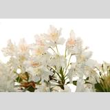 Aufgeblüht /weiße Rhododendronblumen