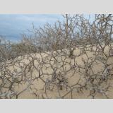 Wüstenlandschaften /Stacheln im Sand