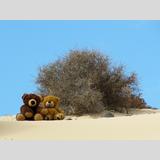 Bärenleben /Zwei Teddybären im Sand