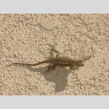 Wildnis - Tiere /Gecko_Kalifornien